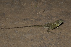 Lophosaurus spinipes