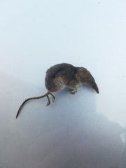 Sorex vagrans