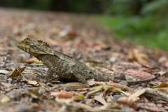 Lophosaurus spinipes