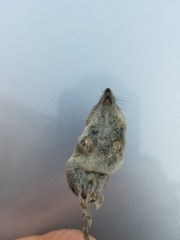 Sorex vagrans
