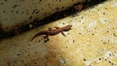 Sphaerodactylus glaucus