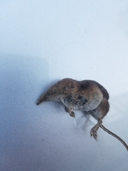 Sorex vagrans