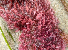 Chondracanthus