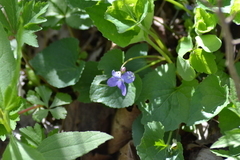 Viola labradorica