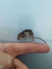 Sorex vagrans