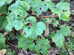 Heuchera maxima