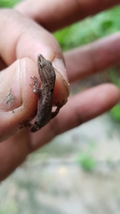 Sphaerodactylus glaucus