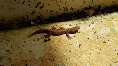 Sphaerodactylus glaucus