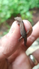 Sphaerodactylus glaucus