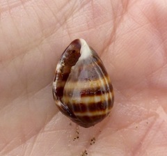 Melampus olivaceus