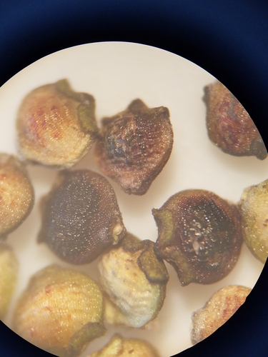 Image of Rhynchospora eximia by (c) Scott Ward, some rights reserved (CC BY)