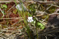 Viola macloskeyi