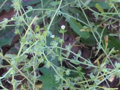 Plagiobothrys acanthocarpus