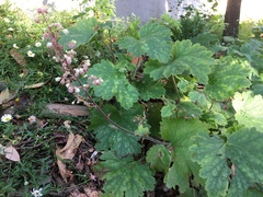 Heuchera maxima