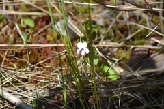 Viola macloskeyi