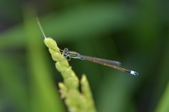 Ischnura senegalensis