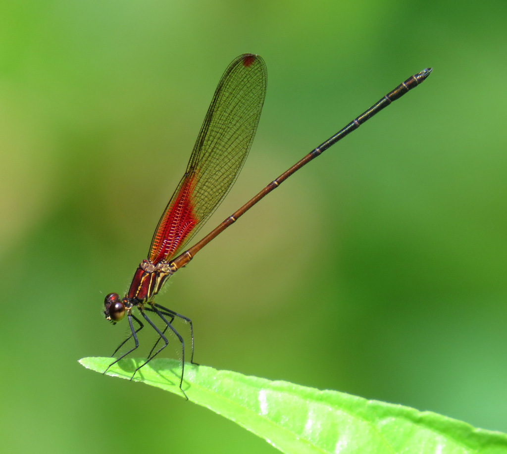 Hetaerina caja