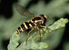 Xanthogramma flavipes