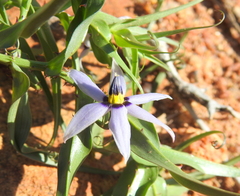 Walleria gracilis