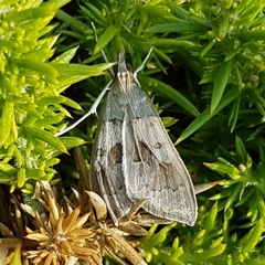 Mecyna asinalis