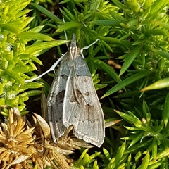 Mecyna asinalis