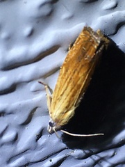 Eucosma radiatana