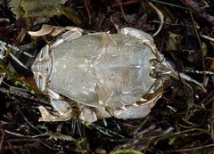 Blepharipoda occidentalis