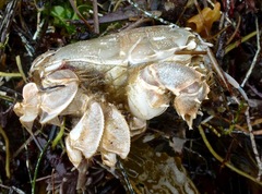 Blepharipoda occidentalis