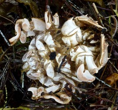 Blepharipoda occidentalis