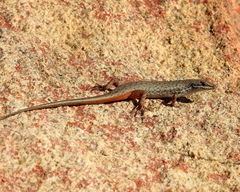 Variegated Skink photo 5