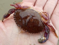 Metacarcinus anthonyi