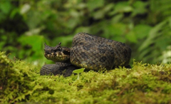 Ophryacus smaragdinus