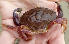 Metacarcinus anthonyi