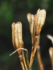 Lilium longiflorum