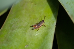 Phaulacridium vittatum