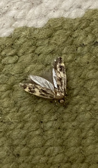 Symmocinae