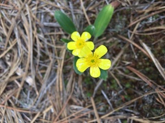 Ranunculus forreri