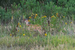 Odocoileus virginianus