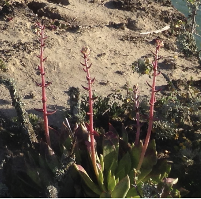 Image of Dudleya ingens by (c) Adam J. Searcy, some rights reserved (CC BY)