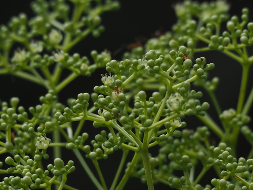 Image of Zanthoxylum avicennae by no rights reserved