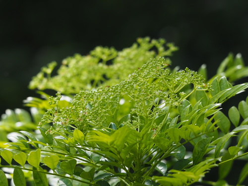 Image of Zanthoxylum avicennae by no rights reserved