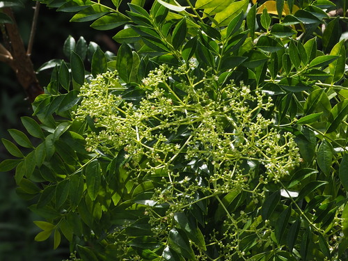 Image of Zanthoxylum avicennae by no rights reserved