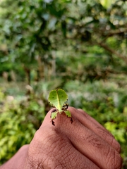 Pulchriphyllium bioculatum