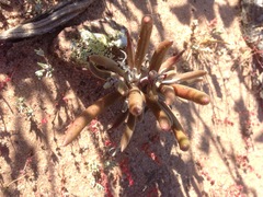 Dudleya attenuata orcuttii