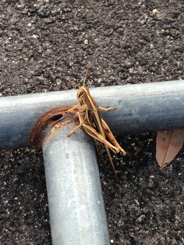 American bird grasshopper