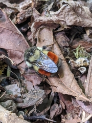 Pyrobombus