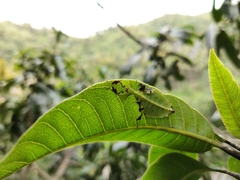 Pulchriphyllium bioculatum