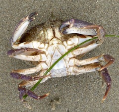 Metacarcinus anthonyi