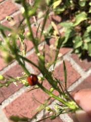 Coccinellini