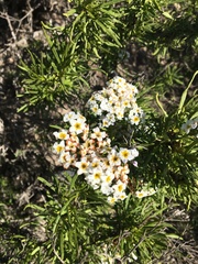 Heliotropium stenophyllum